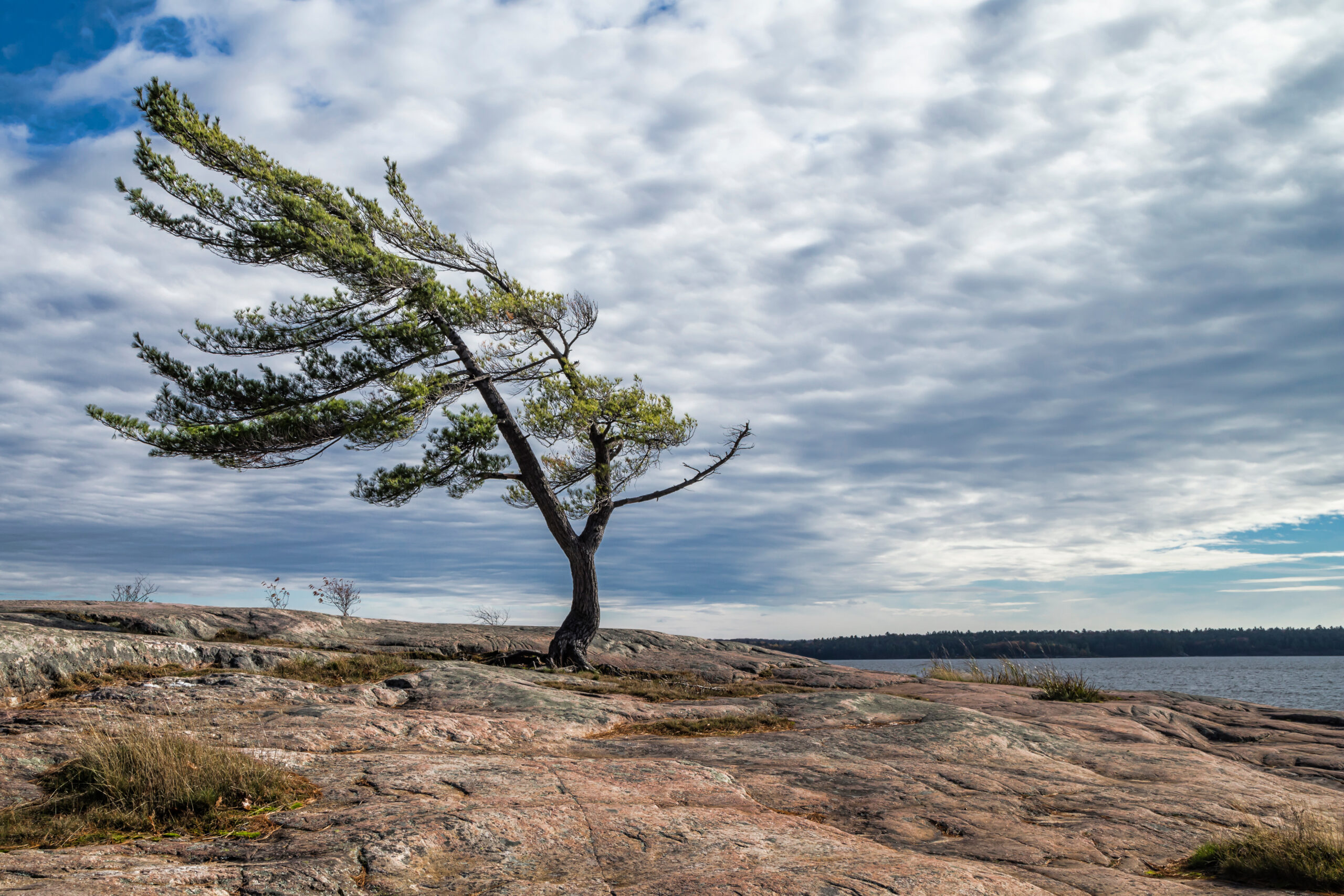 Wind Swept Tree on Georgian Bay
