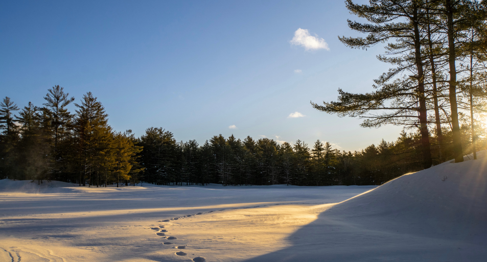 A winter landscape, with snow-capped pines trees in the background, clear blue skies, and a foreground of a snow-covered clearing. Visible in the snow are footsteps leading toward the treeline from the bottom right of the image.